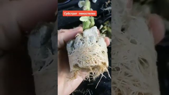 Пеностекло как субстрат не подходит для гидропоники смотреть онлайн