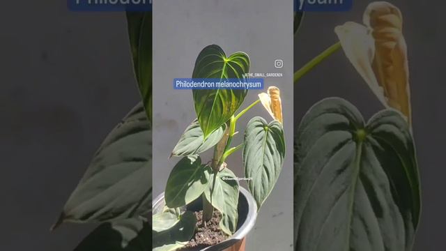 Philodendron melanochrysum🍀💚#plants #shortvideo #views #trending #reels #viral #subscribe #like смотреть онлайн