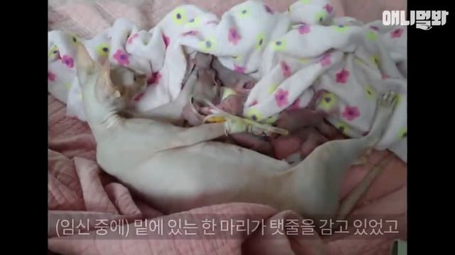 Агрессивная кошка сфинкс нападает на хозяев