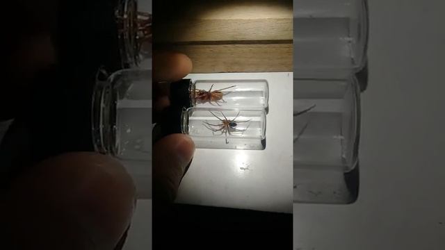 Dysdera y Loxosceles Laeta - #spider #araña #capsule смотреть онлайн
