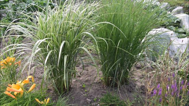 Miskant Chiński/Miscanthus Sinensis - Popularna Trawa Ozdobna/popular Ornamental Grass [ENG SUB]