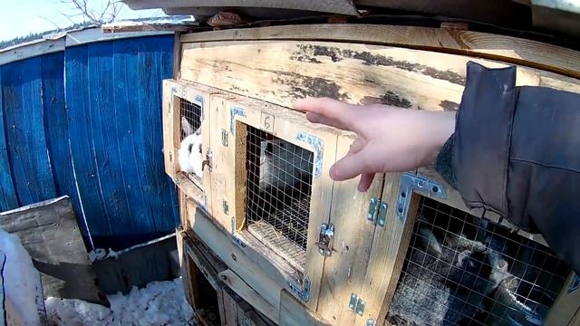 Уход за кроликами зимой ч1 смотреть онлайн