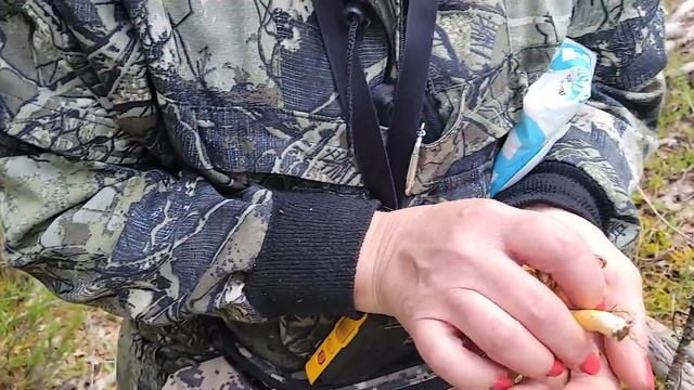 Грибы пошли после дождей! И как они растут!!! смотреть онлайн