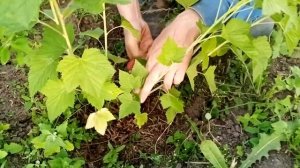 Формирование смородины на второй год