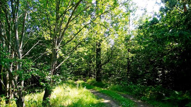 Расслабляющее пение птиц в лесу для отдыха и сна. Звуки природы для сна