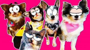 Волшебные питомцы против сладостей! 🍫🧁 Кто съест больше?