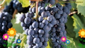 Виноград плодовый плодовый Мариновский. Краткий обзор, описание vitis vinifera Мариновский