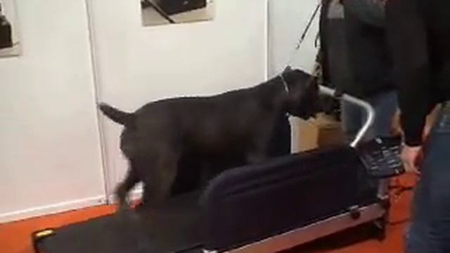 Тренировка на беговой дорожке X-Pet смотреть онлайн