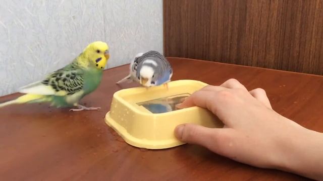 Волнистые попугайчики КУПАЮТСЯ_Ручные Попугайчики_PARROTS bathe смотреть онлайн