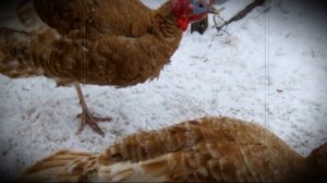 Почему не несутся цесарки