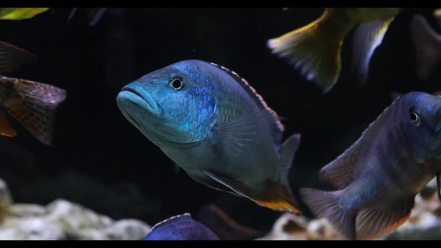 Nimbochromis Livingstonii at 7.5 Inches смотреть онлайн