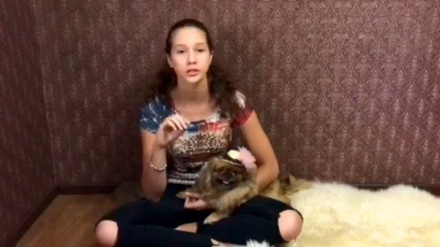 Плюсы и минусы породы пекинес . [видео знакомство] смотреть онлайн
