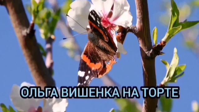 ДА НЕ РАЗЛУЧИТ ИХ ГОРОХОВЫЙ СУП! ПИРАТСКАЯ ЖИЗНЬ. смотреть онлайн