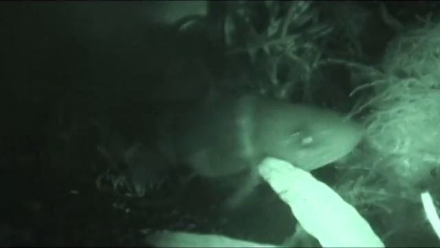 Сом-касатка сиамская 