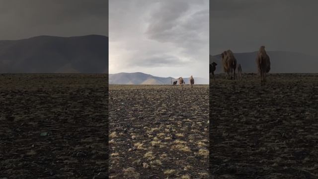 Уникальные кадры дикой природы. Своих не бросают. Царство диких зверей в монгольских степях смотреть онлайн