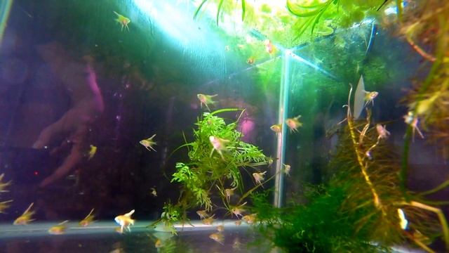 Малёк платиновой скалярии 5 недель GOPR0+LCD смотреть онлайн