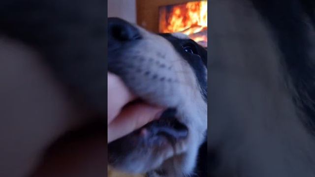 Скиф хулиганит😄 #собака #alabai #сао #алабай #щенки #dog смотреть онлайн