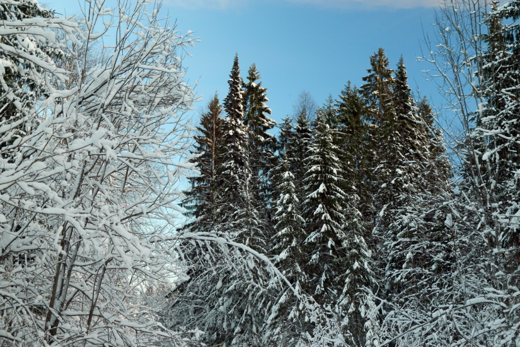 Южная тайга