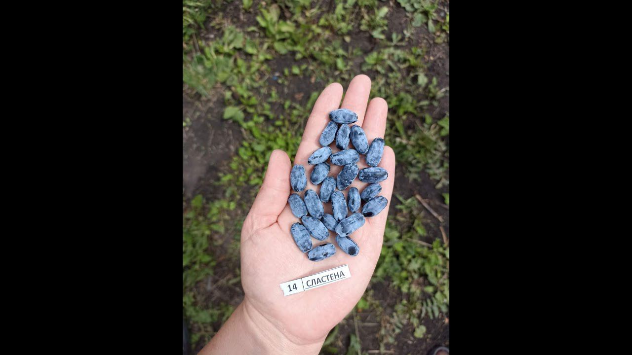 СЛАСТЕНА жимолость съедобная смотреть онлайн