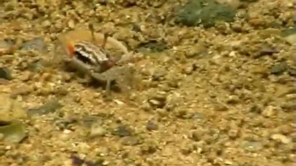 Манящий краб. Usa sp.. Fiddler crab