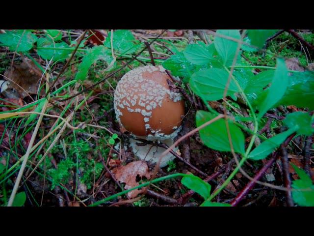 Мухоморная зарисовка смотреть онлайн