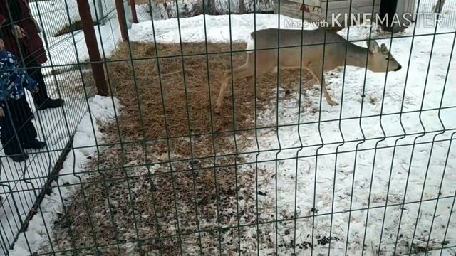 Домашние и дикие животные в Парке Сказов! И даже лесные кабаны! смотреть онлайн