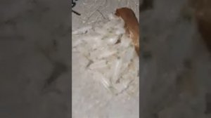 Как размножаются тараканы