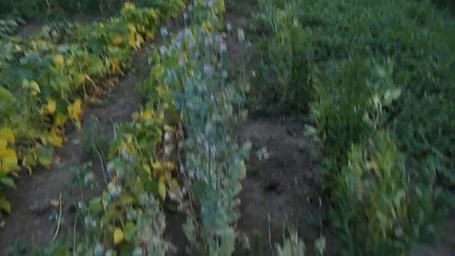 Готовимся к празднику Маковея. смотреть онлайн