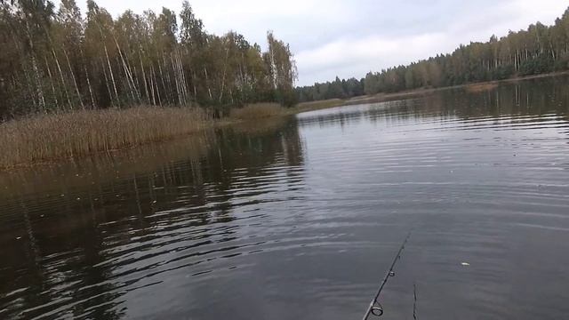 Рыбалка в Забродах. ПОППЕР - тактика ПОИСКА смотреть онлайн
