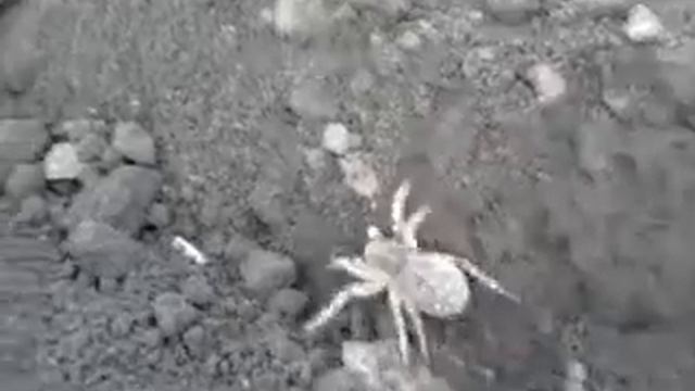 Огромный паук в Самарской обл. смотреть онлайн