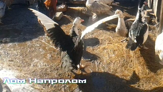 УДАЧНЫЙ КАДР!!! ТАКОГО ВЫ ЕЩЁ НЕ ВИДЕЛИ! ТАНЦУЮЩАЯ МУСКУСНАЯ УТКА!!!