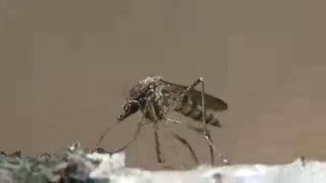 Комар обыкновенный или комар пискун, Common House Mosquito