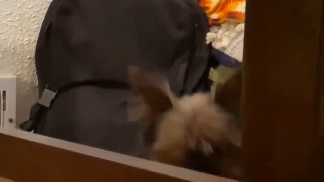 Прикол стащил у деда челюсть