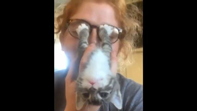 СМЕШНЫЕ ЖИВОТНЫЕ \\\\КОТЫ СОБАКИ \\\ПРИКОЛЫ ЛУЧШИЕ ПРИКОЛЫ С ЖИВОТНЫМИ смотреть онлайн