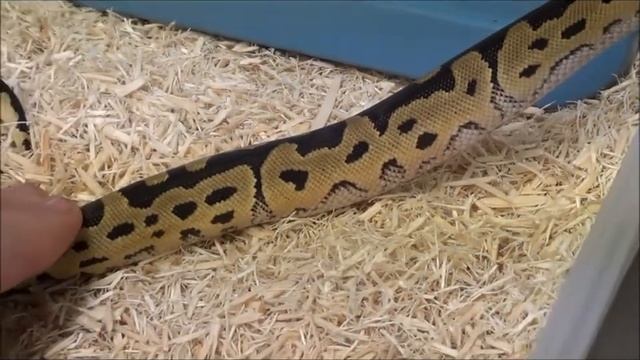 1 2020 Male Leopard Clown het VPI Axanthic Ball Python смотреть онлайн