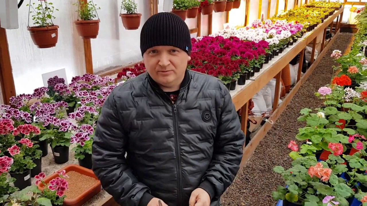 Не укорененные черенки петуньи от Натали Шматлай часть 1 смотреть онлайн