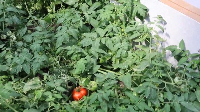13 июля 2020г. ТОМАТ МОНГОЛЬСКИЙ КАРЛИК поспел на кусте смотреть онлайн