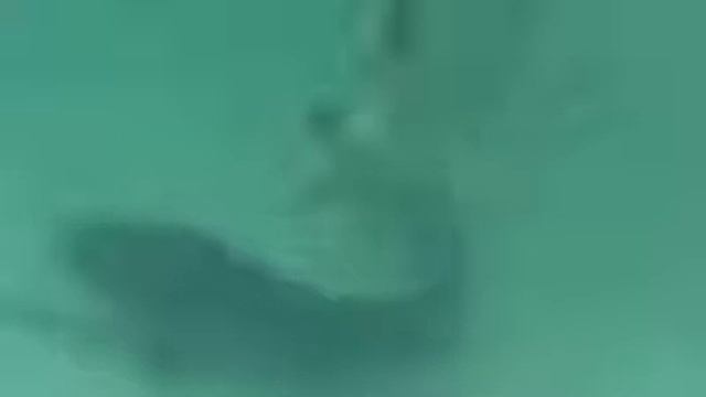 Собака ловит рыбу!!!!! смотреть онлайн