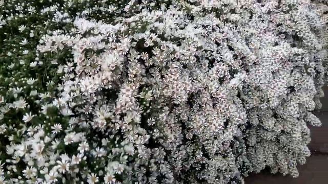 Астра вересковая "Снежная лавина" Snow Flurry и всё о ней.#астравересковаяснежнаялавина. #астрывсад смотреть онлайн