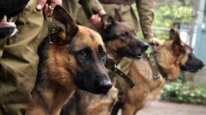 На Первом канале - фильм "Джульбарс", посвященный пограничникам и служебным собакам