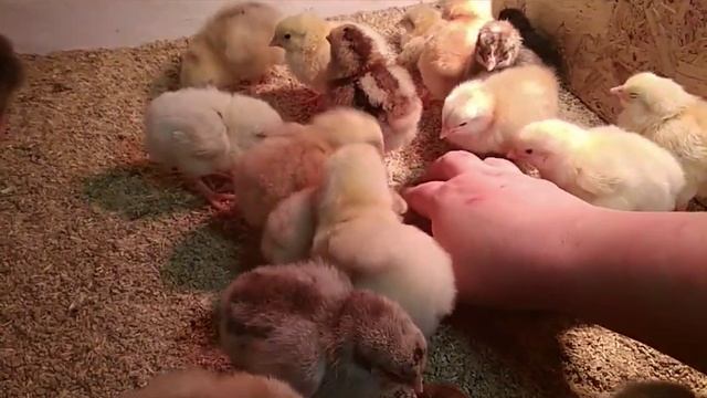 Здоровые цыплята, часть 5. Кормление. Поение. Пособие для новичков. смотреть онлайн