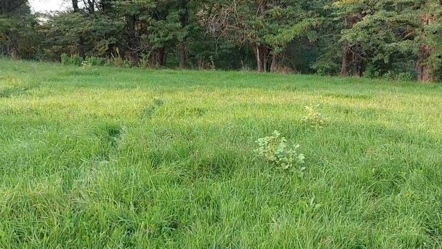 #канекорсо Вязка.Стоит ли развязать кобеля? смотреть онлайн