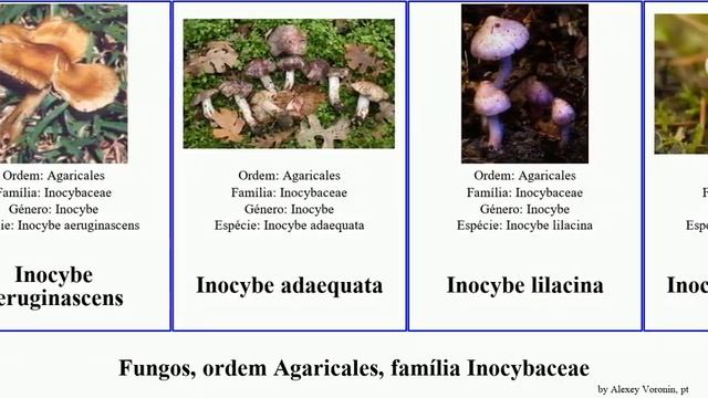Fungos, ordem Agaricales, família Inocybaceae inocybe fungus roseus Crepidotus aeruginascens Time смотреть онлайн