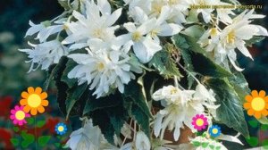Бегония клубневая Каскад Пундула Вайт. Краткий обзор, описание begonia Cascade Pendula White