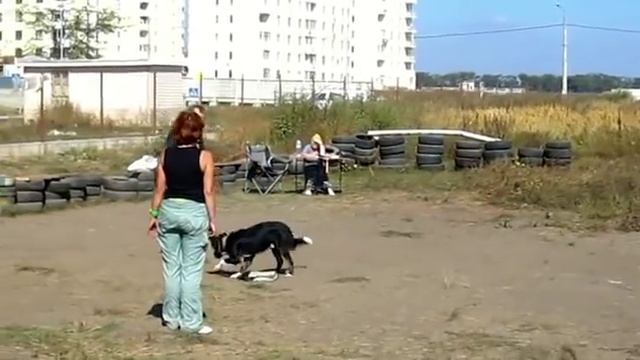 Сдача ОКД и ЗКС. Элементы ОКД и ЗКС Дрессировка собак г. Одесса т. 0971468474; 0505101797 смотреть онлайн