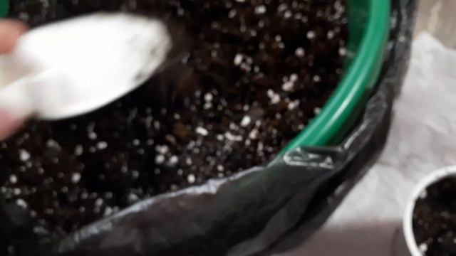 Деревенский дневник. Ипомея перешла во временное жилье. смотреть онлайн