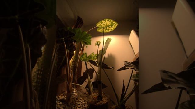 Timelapse: Several alocasia, one flowers, 38days. смотреть онлайн