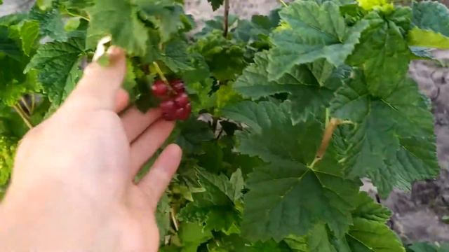 червона порічка "Львівська Солодка". смотреть онлайн