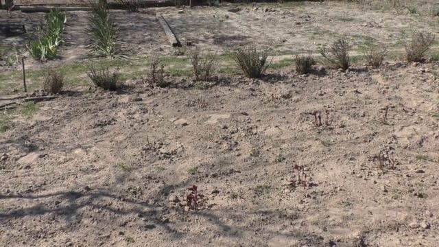 Пионы НУЖДАЮТСЯ в Таком Уходе ВЕСНОЙ. Мои цветы. смотреть онлайн