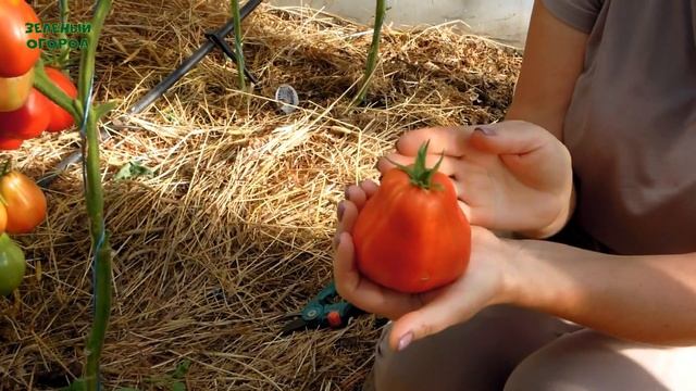 АБРУЦЦО! Обзор сортов ТОМАТОВ! Советы от ЗЕЛЕНОГО ОГОРОДА! смотреть онлайн